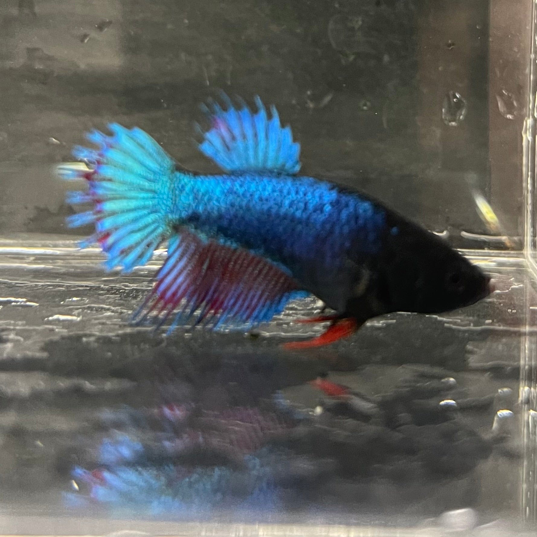 the-fish-farm Female Betta Female Betta - One Only - S Choose your own Female Betta at The Fish Farm Australia