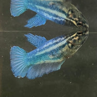 the-fish-farm Female Betta Female Betta - One Only - S Choose your own Female Betta at The Fish Farm Australia