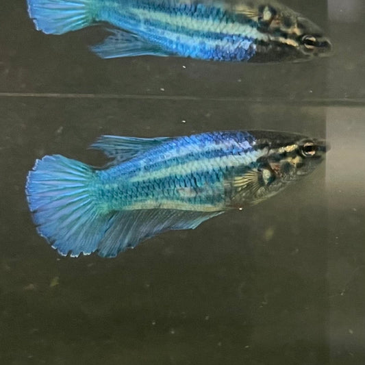 the-fish-farm Female Betta Female Betta - One Only - S Choose your own Female Betta at The Fish Farm Australia