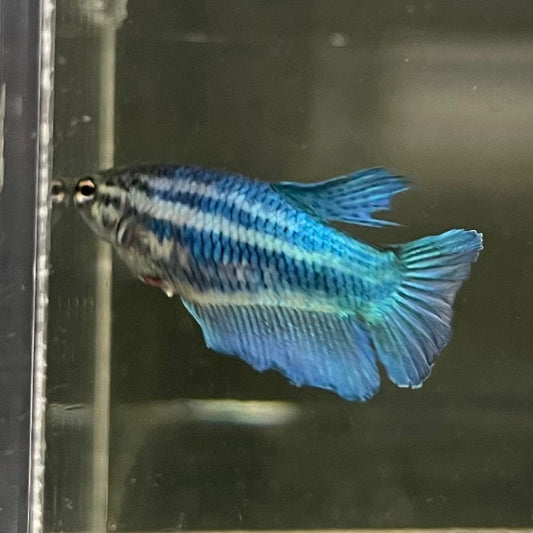 the-fish-farm Female Betta Female Betta - One Only - S Choose your own Female Betta at The Fish Farm Australia