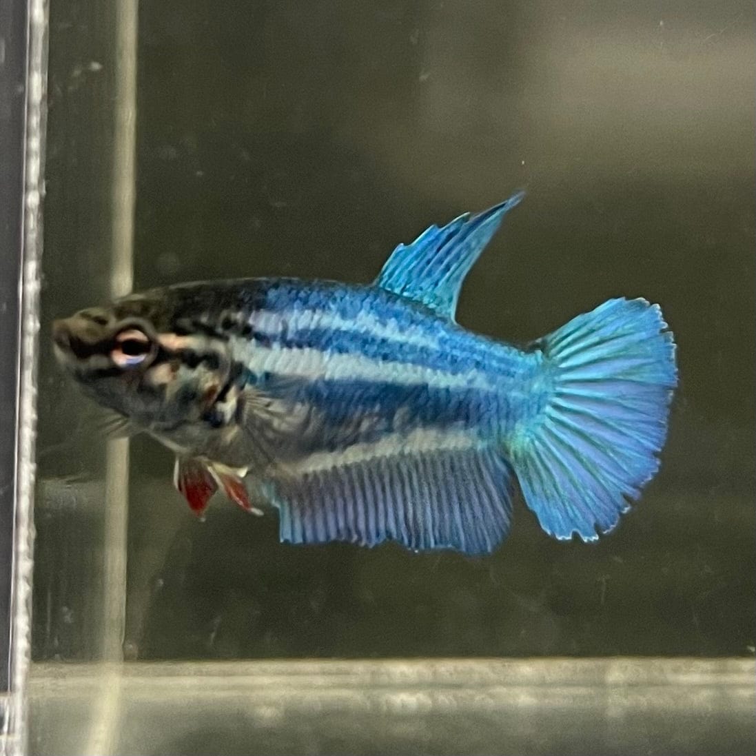 the-fish-farm Female Betta Female Betta - One Only - S Choose your own Female Betta at The Fish Farm Australia