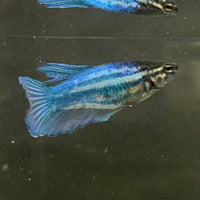 the-fish-farm Female Betta Female Betta - One Only - S Choose your own Female Betta at The Fish Farm Australia