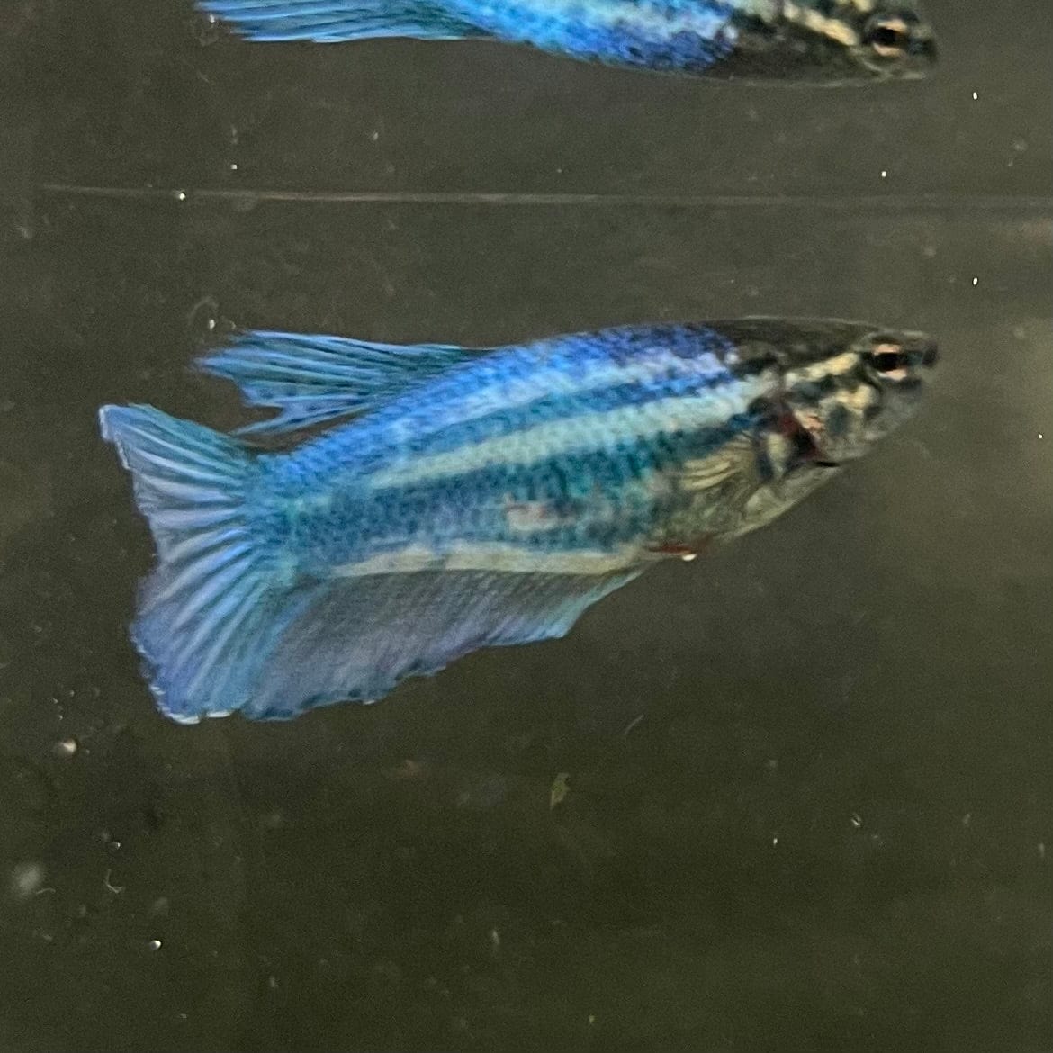 the-fish-farm Female Betta Female Betta - One Only - S Choose your own Female Betta at The Fish Farm Australia