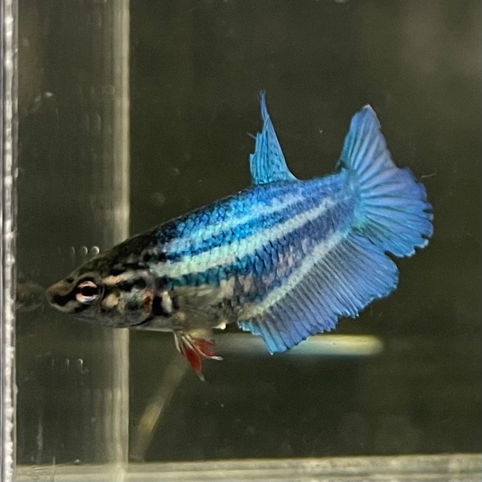 the-fish-farm Female Betta Female Betta - One Only - S Choose your own Female Betta at The Fish Farm Australia