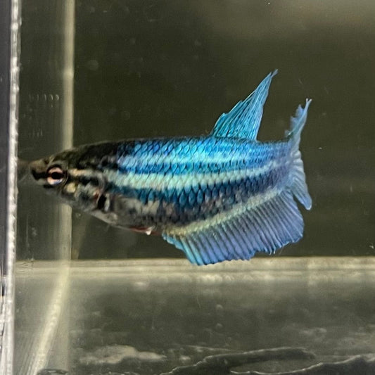 the-fish-farm Female Betta Female Betta - One Only - S Choose your own Female Betta at The Fish Farm Australia