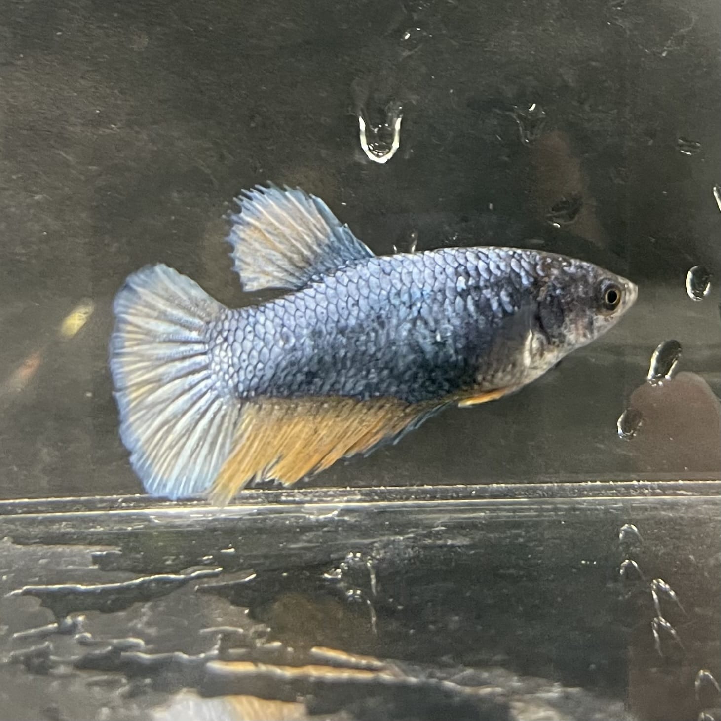 the-fish-farm Female Betta Female Betta - One Only - S Choose your own Female Betta at The Fish Farm Australia