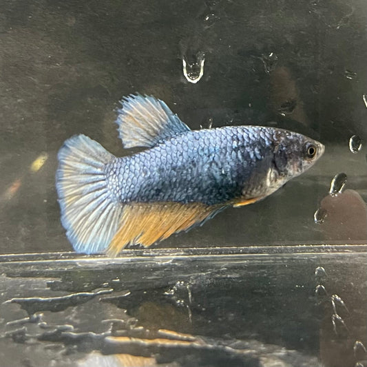the-fish-farm Female Betta Female Betta - One Only - S Choose your own Female Betta at The Fish Farm Australia
