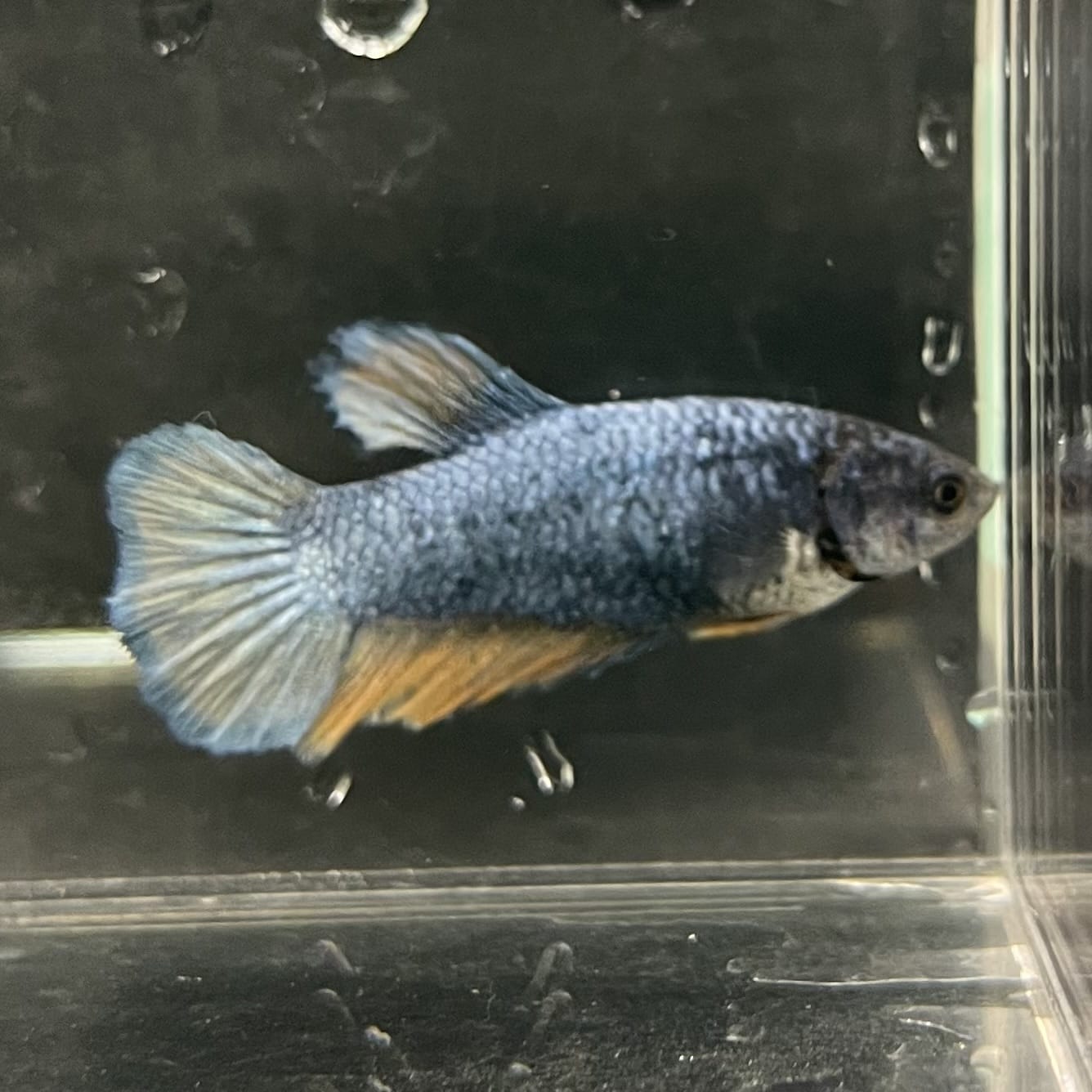 the-fish-farm Female Betta Female Betta - One Only - S Choose your own Female Betta at The Fish Farm Australia