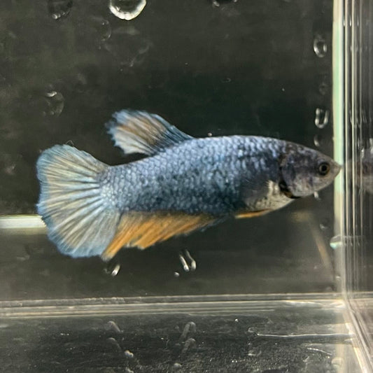 the-fish-farm Female Betta Female Betta - One Only - S Choose your own Female Betta at The Fish Farm Australia