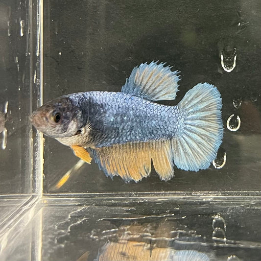 the-fish-farm Female Betta Female Betta - One Only - S Choose your own Female Betta at The Fish Farm Australia
