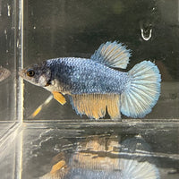 the-fish-farm Female Betta Female Betta - One Only - S Choose your own Female Betta at The Fish Farm Australia