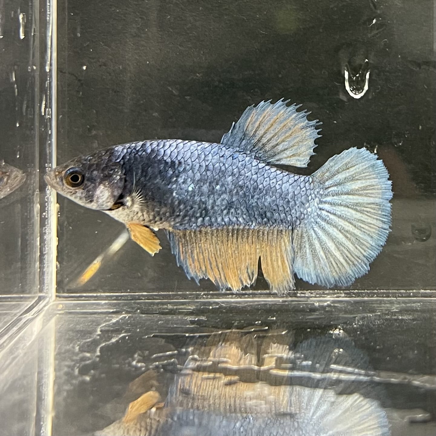 the-fish-farm Female Betta Female Betta - One Only - S Choose your own Female Betta at The Fish Farm Australia