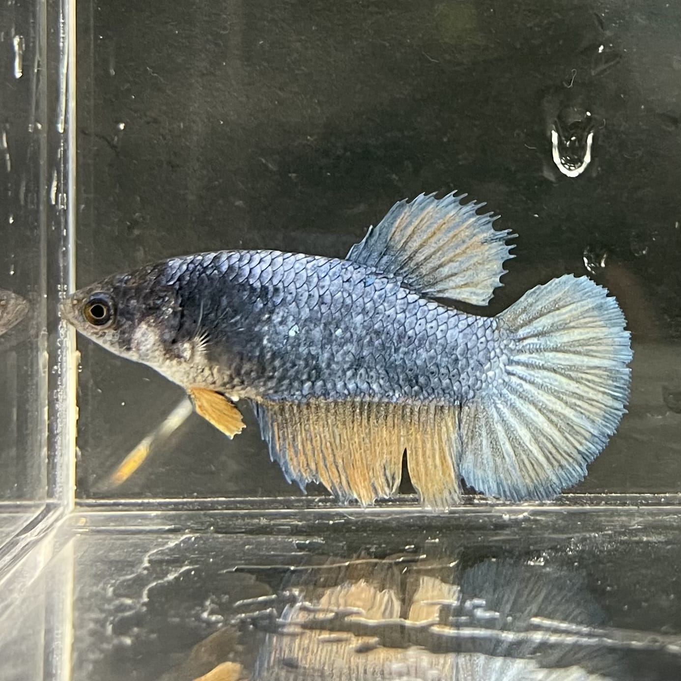 the-fish-farm Female Betta Female Betta - One Only - S Choose your own Female Betta at The Fish Farm Australia