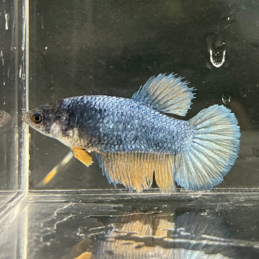 the-fish-farm Female Betta Female Betta - One Only - S Choose your own Female Betta at The Fish Farm Australia