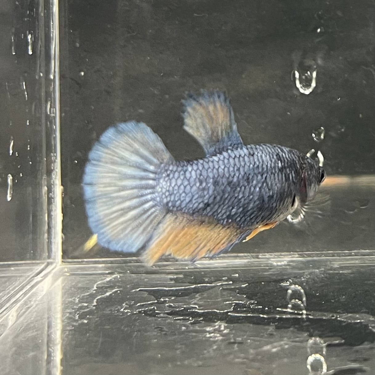 the-fish-farm Female Betta Female Betta - One Only - S Choose your own Female Betta at The Fish Farm Australia