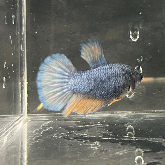 the-fish-farm Female Betta Female Betta - One Only - S Choose your own Female Betta at The Fish Farm Australia