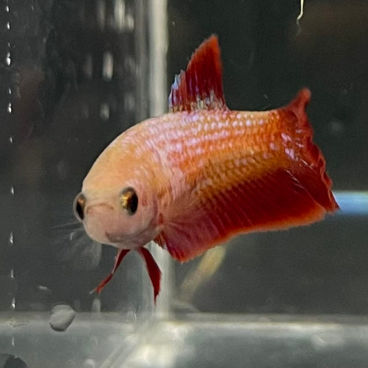 the-fish-farm Female Betta Female Betta - One Only - S Choose your own Female Betta at The Fish Farm Australia