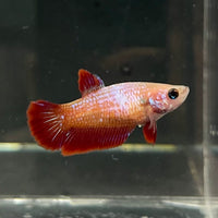 the-fish-farm Female Betta Female Betta - One Only - S Choose your own Female Betta at The Fish Farm Australia