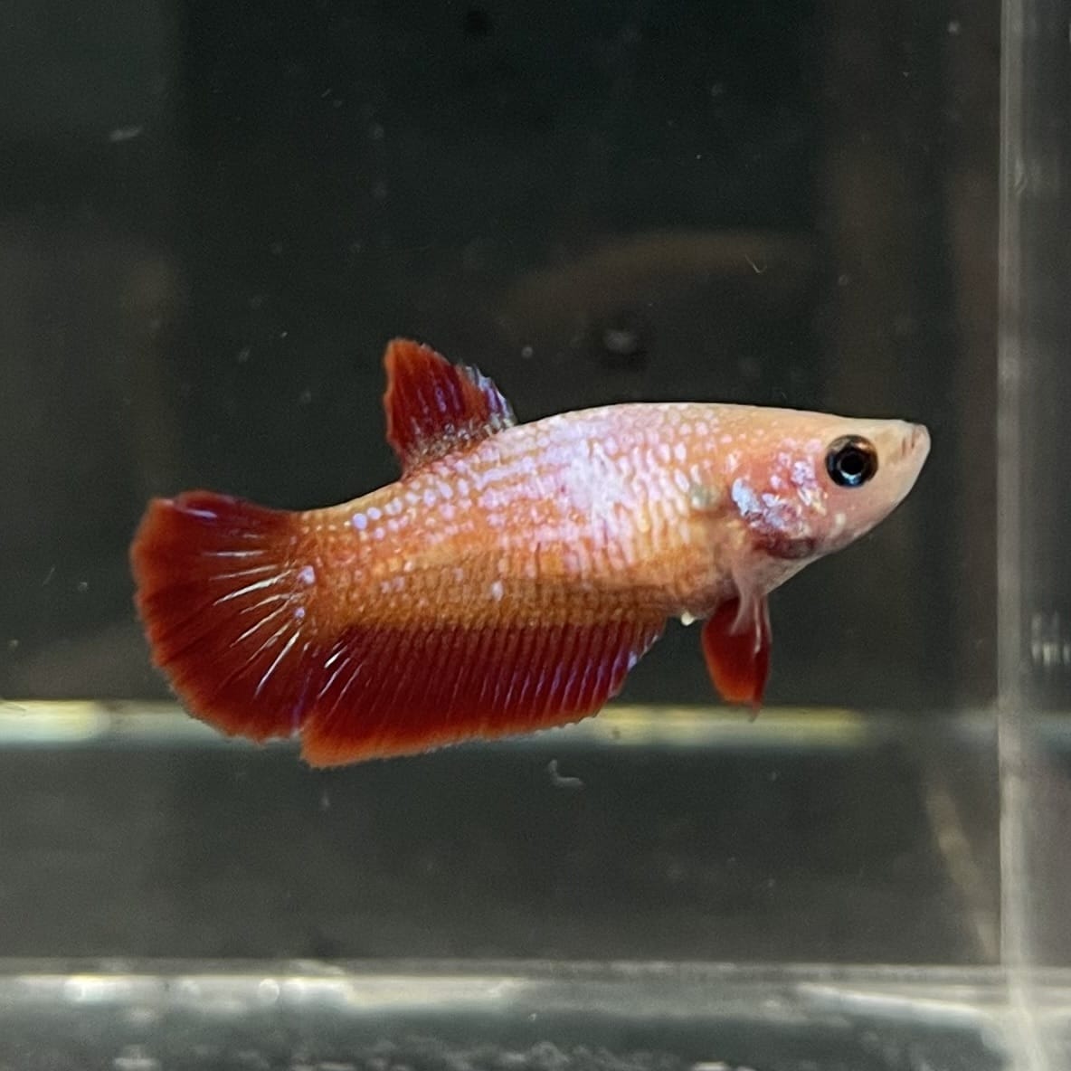 the-fish-farm Female Betta Female Betta - One Only - S Choose your own Female Betta at The Fish Farm Australia