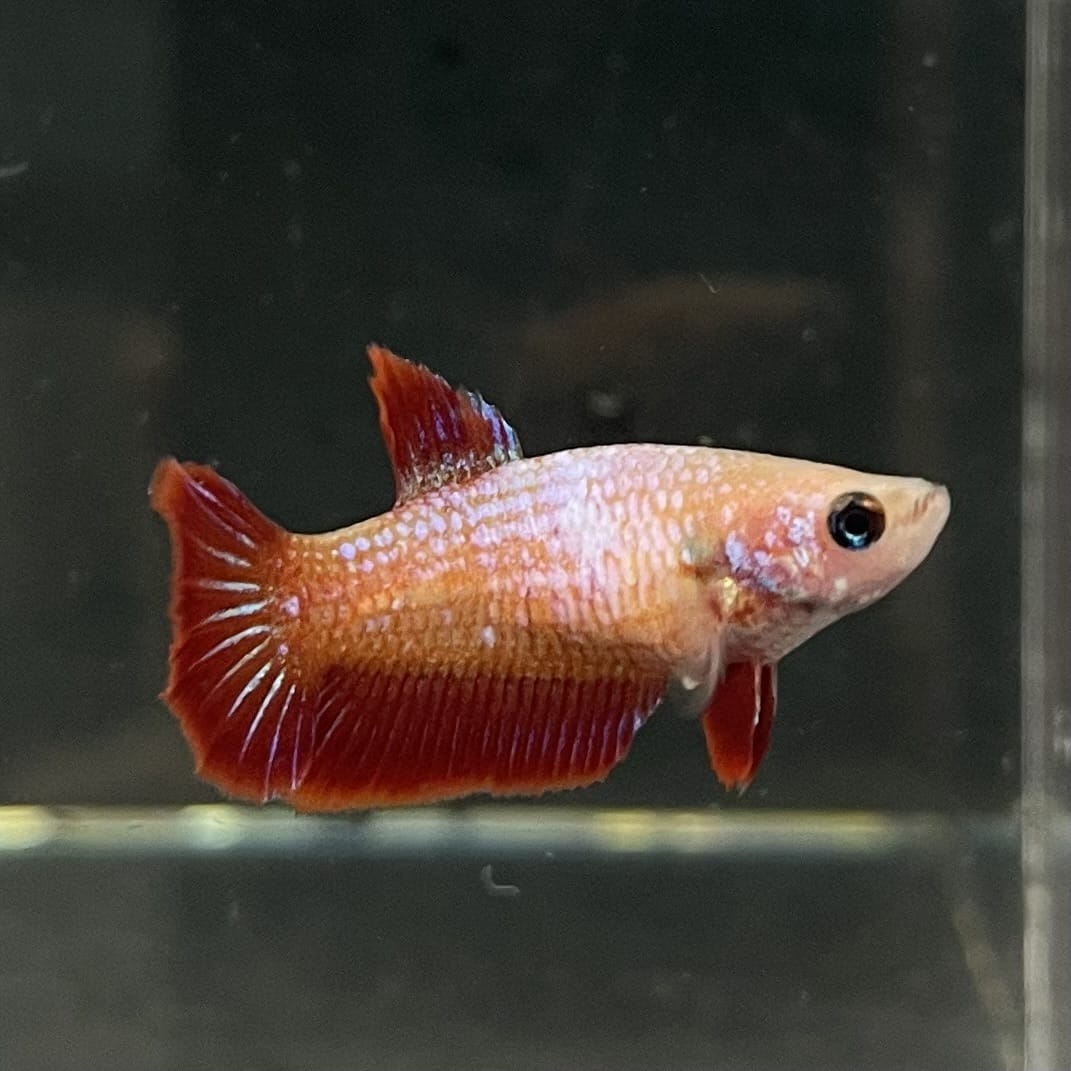 the-fish-farm Female Betta Female Betta - One Only - S Choose your own Female Betta at The Fish Farm Australia