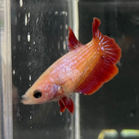 the-fish-farm Female Betta Female Betta - One Only - S Choose your own Female Betta at The Fish Farm Australia