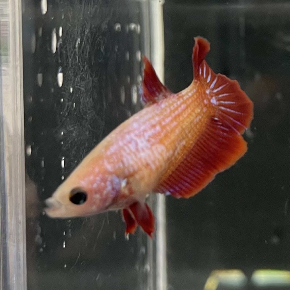 the-fish-farm Female Betta Female Betta - One Only - S Choose your own Female Betta at The Fish Farm Australia