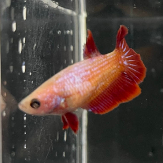 the-fish-farm Female Betta Female Betta - One Only - S Choose your own Female Betta at The Fish Farm Australia