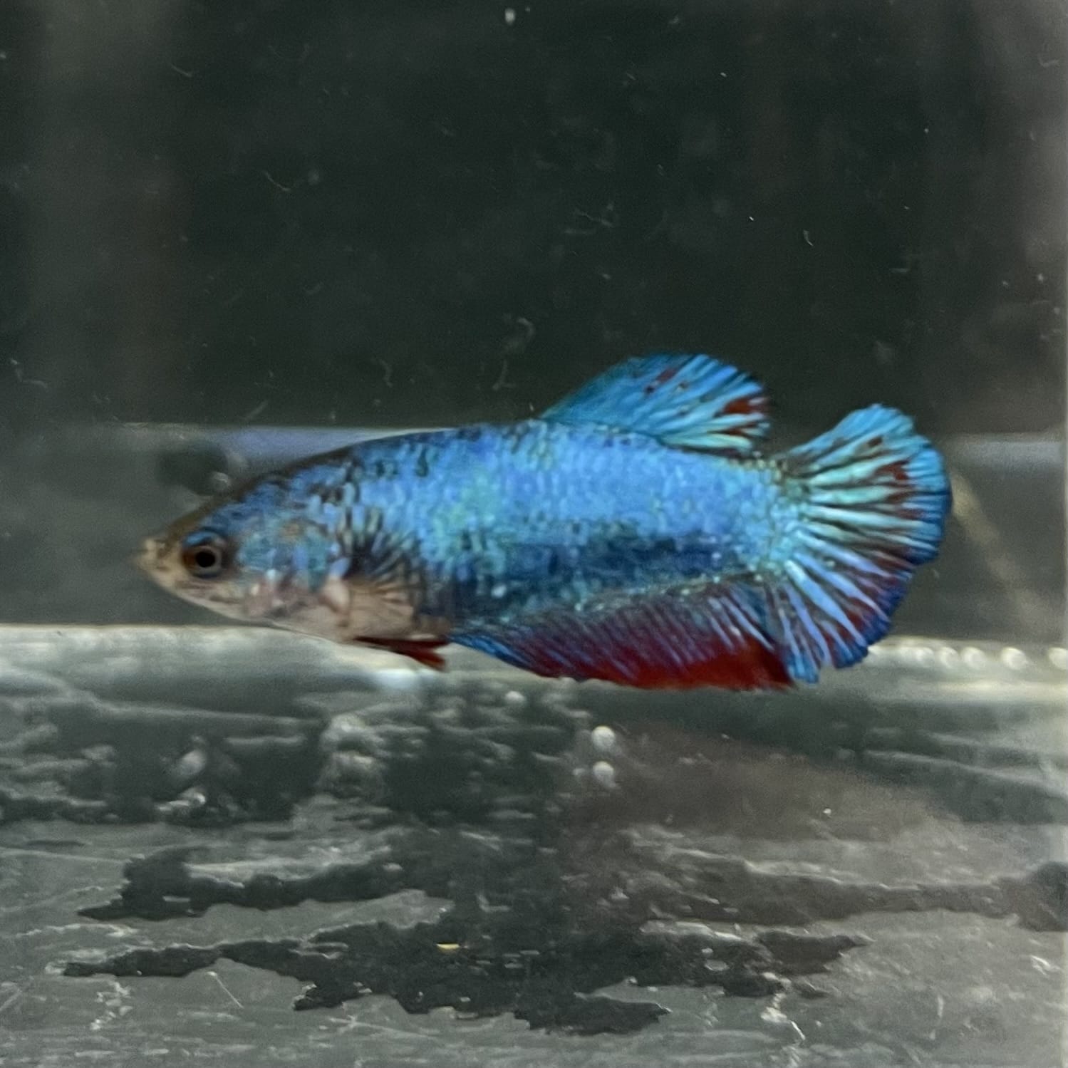 the-fish-farm Female Betta Female Betta - One Only - S Choose your own Female Betta at The Fish Farm Australia