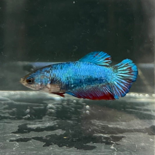 the-fish-farm Female Betta Female Betta - One Only - S Choose your own Female Betta at The Fish Farm Australia