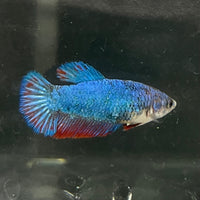 the-fish-farm Female Betta Female Betta - One Only - S Choose your own Female Betta at The Fish Farm Australia