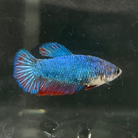 the-fish-farm Female Betta Female Betta - One Only - S Choose your own Female Betta at The Fish Farm Australia