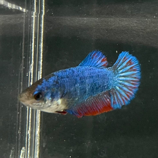 the-fish-farm Female Betta Female Betta - One Only - S Choose your own Female Betta at The Fish Farm Australia