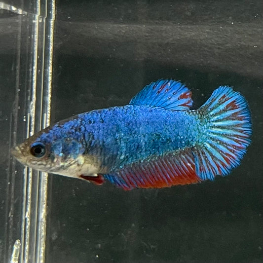 the-fish-farm Female Betta Female Betta - One Only - S Choose your own Female Betta at The Fish Farm Australia