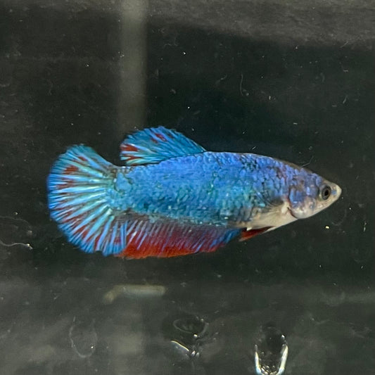 the-fish-farm Female Betta Female Betta - One Only - S Choose your own Female Betta at The Fish Farm Australia