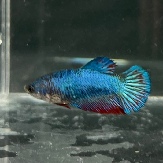 the-fish-farm Female Betta Female Betta - One Only - S Choose your own Female Betta at The Fish Farm Australia