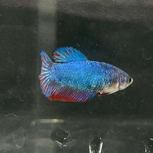 the-fish-farm Female Betta Female Betta - One Only - S Choose your own Female Betta at The Fish Farm Australia