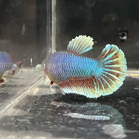the-fish-farm Female Betta Female Betta - One Only - S Choose your own Female Betta at The Fish Farm Australia
