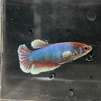 the-fish-farm Female Betta Female Betta - One Only - S Choose your own Female Betta at The Fish Farm Australia