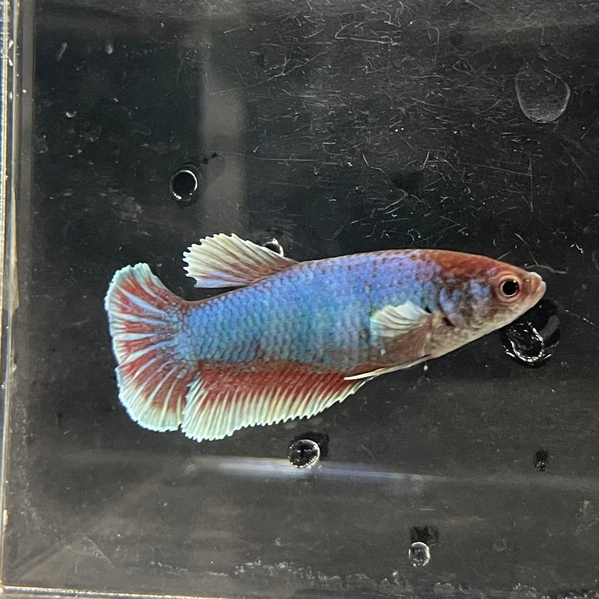 the-fish-farm Female Betta Female Betta - One Only - S Choose your own Female Betta at The Fish Farm Australia