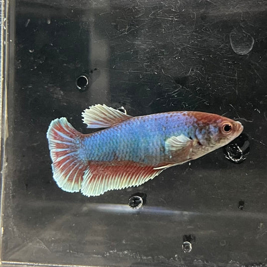 the-fish-farm Female Betta Female Betta - One Only - S Choose your own Female Betta at The Fish Farm Australia