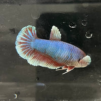 the-fish-farm Female Betta Female Betta - One Only - S Choose your own Female Betta at The Fish Farm Australia