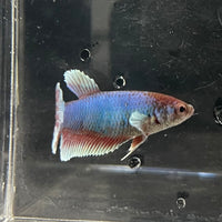the-fish-farm Female Betta Female Betta - One Only - S Choose your own Female Betta at The Fish Farm Australia