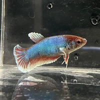 the-fish-farm Female Betta Female Betta - One Only - S Choose your own Female Betta at The Fish Farm Australia