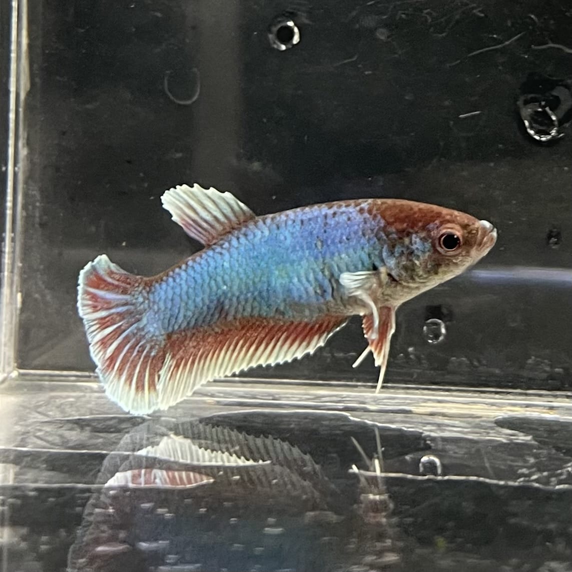 the-fish-farm Female Betta Female Betta - One Only - S Choose your own Female Betta at The Fish Farm Australia