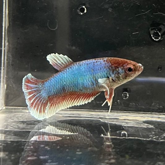 the-fish-farm Female Betta Female Betta - One Only - S Choose your own Female Betta at The Fish Farm Australia