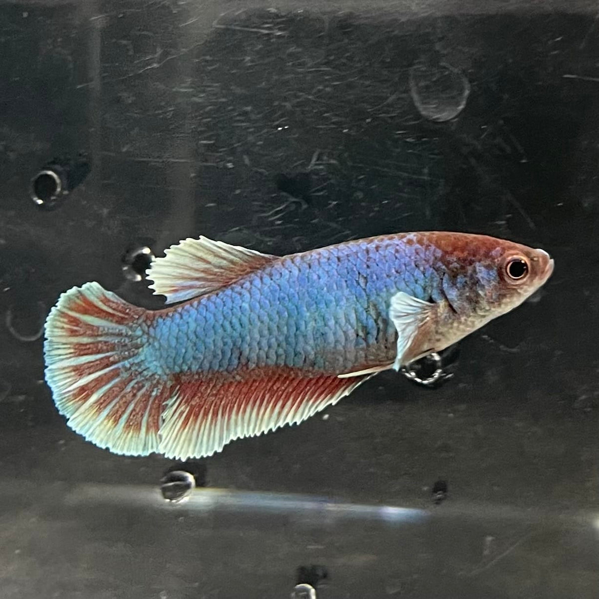 the-fish-farm Female Betta Female Betta - One Only - S Choose your own Female Betta at The Fish Farm Australia