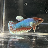 the-fish-farm Female Betta Female Betta - One Only - S Choose your own Female Betta at The Fish Farm Australia