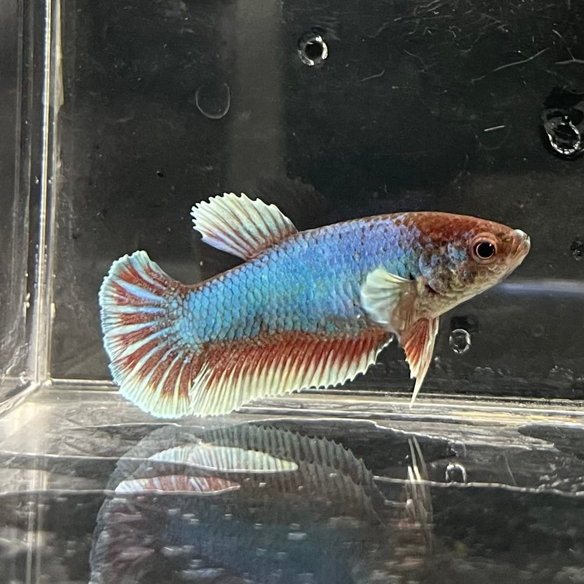the-fish-farm Female Betta Female Betta - One Only - S Choose your own Female Betta at The Fish Farm Australia