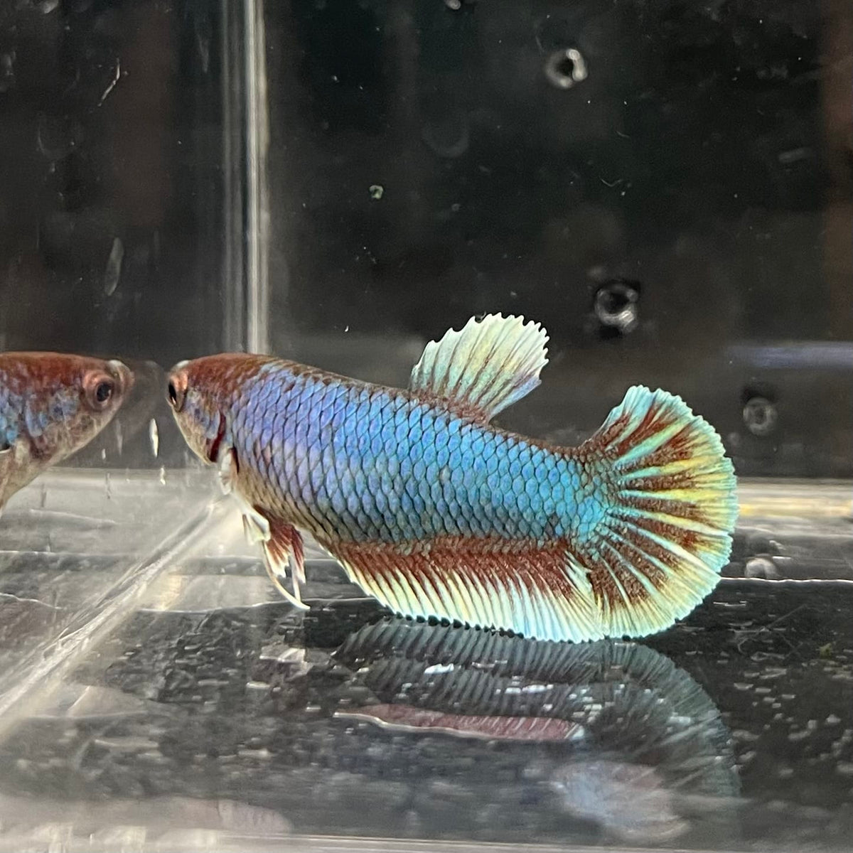 the-fish-farm Female Betta Female Betta - One Only - S Choose your own Female Betta at The Fish Farm Australia