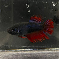 the-fish-farm Female Betta Female Betta - One Only - S Choose your own Female Betta at The Fish Farm Australia